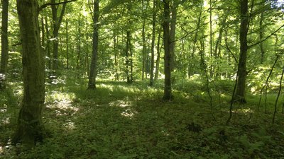По сусідству з хижаками: що відбувається в прикарпатських селах, де фіксують напади ведмедів По сусідству з хижаками: що відбувається в прикарпатських селах, де фіксують напади ведмедів