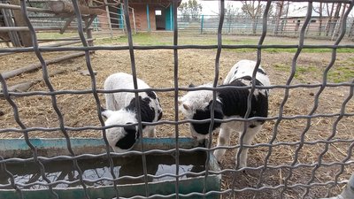 Лані, муфлони, барани: бебі-бум у вінницькому зоопарку