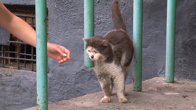 Коти без кліщів: у Черкасах обробили безпритульних тварин Коти без кліщів: у Черкасах обробили безпритульних тварин