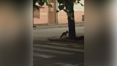 У Чернівцях помітили лисицю: чому дикі тварини з'являються у місті