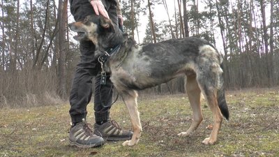 "Дуже добра та дружня": біля Полтави врятували трилапу собаку і шукають для неї господарів