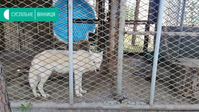 У вінницькому зоопарку будуть вольєри для полярних вовків та рисей