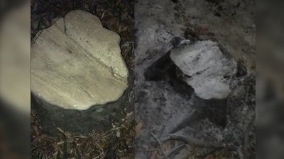 У лісогосподарстві на Монастирищині незаконно вирубували ліс. Екоінспекція підрахувала збитки