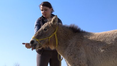 На Київщині у притулку рятують покинутих та хворих тварин. СУСПІЛЬНЕ | ВІДЕОНОВИНИ