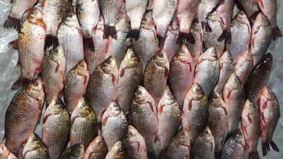 Майже 200 кг риби за тиждень вилучено у браконьєрів на Херсонщині