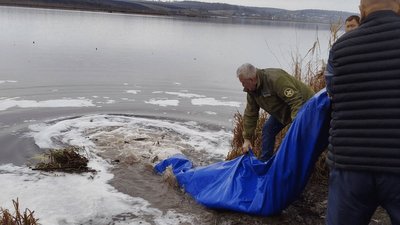 зариблення, річка, Серет