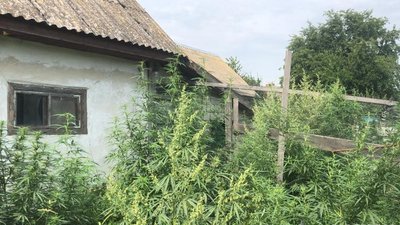 Вирощував біля хати та сушив: на Вінниччині у чоловіка знайшли канабіс та коноплі