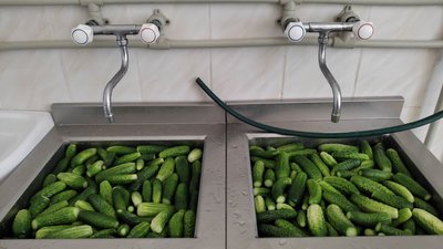У громаді на Волині господині засолили майже 400 літрів огірків для військових У громаді на Волині господині засолили майже 400 літрів огірків для військових