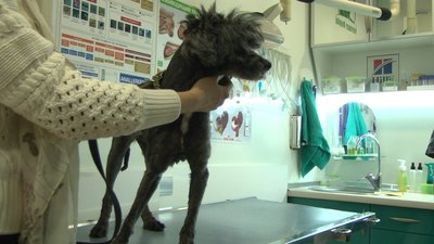 Історія одного сліпого та онкохворого собаки з Одеси