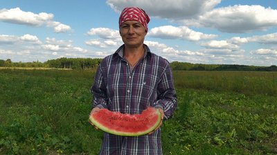 Візитівка Велицької громади: на Волині фермер вирощує кавуни Візитівка Велицької громади: на Волині фермер вирощує кавуни