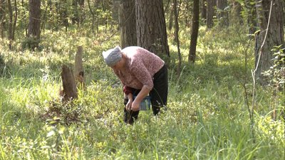 Цьогоріч на Волині чорниць менше, ніж торік: які ціни на ринку Цьогоріч на Волині чорниць менше, ніж торік: які ціни на ринку