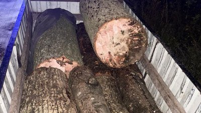 Незаконна вирубка дерев, деревина, кримінал, поліція, Тернопільщина, жовтень 2025