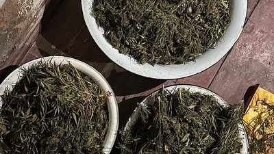 канабіс, марихуана, коноплі, наркотики