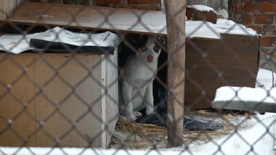 "У твої добрі руки": як на Харківщині шукають родини для безпритульних тварин