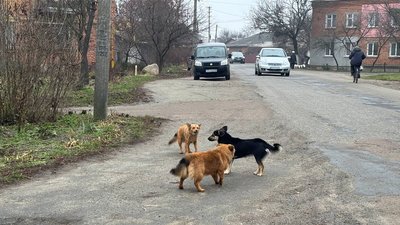 Житомир, Малин, безпритульні собаки