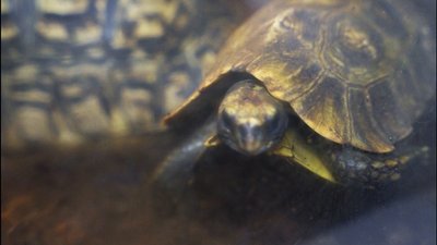 Грифові, зірчасті та вугільні: у Вінницю із Харкова привезли виставку черепах Грифові, зірчасті та вугільні: у Вінницю із Харкова привезли виставку черепах