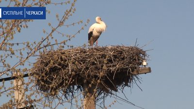 На Черкащині лелеки сорок років повертаються до одного села