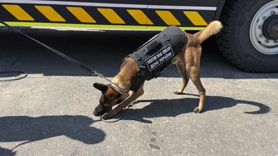 На Полтавщині створюють центр для підготовки собак до пошуку мін