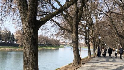 Перевіряють аварійність та цілісність дерев: в Ужгороді на Липовій алеї обстежують дерева