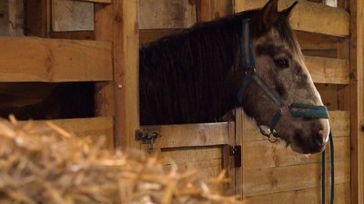 Щоб утримувати врятованих тварин, почала виготовляти сири: на Чернігівщині створили зоодім Щоб утримувати врятованих тварин, почала виготовляти сири: на Чернігівщині створили зоодім
