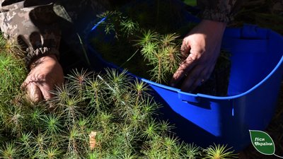 Нові ліси на Чернігівщині