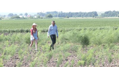 "Вірили, що людям сподобається". Подружжя з Прикарпаття вирощує спаржу