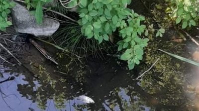 Екологи розповіли, чому загинула риба на волинській річці