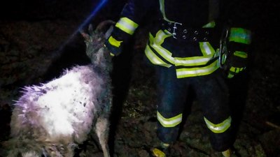 врятували козу в хмельницькому врятували козу в хмельницькому