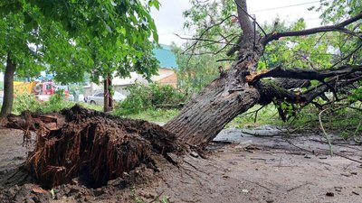 У Миколаєві дерево впало на автомобіль