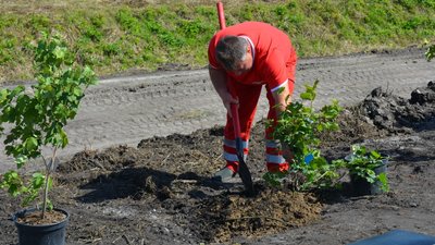 На Волині в пам'ять про загиблих військових висадили сто кущів калини На Волині в пам'ять про загиблих військових висадили сто кущів калини