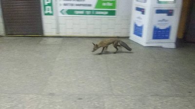 У Харкві в метро забігла лисиця У Харкві в метро забігла лисиця