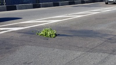 Гілка на дірці: що треба головному мосту Рівного та скільки це коштує Гілка на дірці: що треба головному мосту Рівного та скільки це коштує