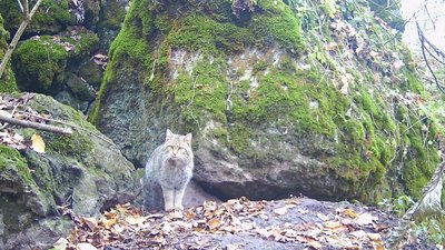Фотопастки на Тернопільщині зафіксували червонокнижного лісового кота