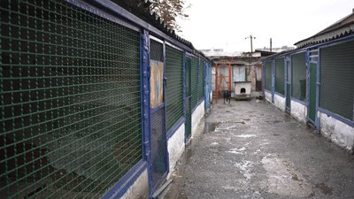 “Можна погратися або принести гостинця”: у вінницькому притулку організували акцію “Тварини під опіку”