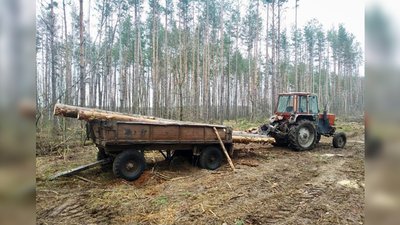 Завантажені на причіп вирубані дерева Завантажені на причіп вирубані дерева