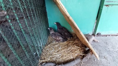 У Миколаєві врятували "червонокнижних" птахів У Миколаєві врятували "червонокнижних" птахів