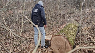На Вінниччині "чорні лісоруби" зрізали дерев на мільйон гривень На Вінниччині "чорні лісоруби" зрізали дерев на мільйон гривень