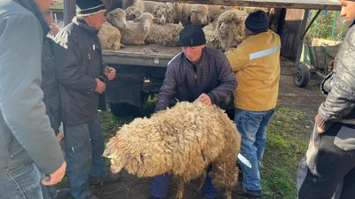 На Одещині роздали 240 овець