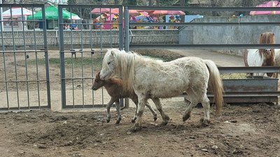Поповнення в Одеському зоопарку: народилися п'ятеро вовченят і поні Поповнення в Одеському зоопарку: народилися п'ятеро вовченят і поні