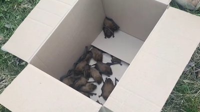 Кажани, яких випустили на природу, Тернопіль, 3 квітня