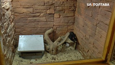 Щуряча родина у клітці Щуряча родина у клітці