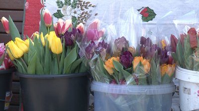 У Черкасах розпочав роботу квітковий ярмарок
