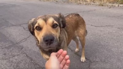 Як на Черкащині освоїлися тварини з Херсонщини Як на Черкащині освоїлися тварини з Херсонщини