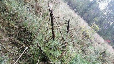 Деяким саджанцям невідомі повідрізали кореневу систему. Фото: Славутський лісгосп Деяким саджанцям невідомі повідрізали кореневу систему. Фото: Славутський лісгосп