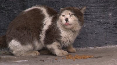 Коти без кліщів: у Черкасах обробили безпритульних тварин Коти без кліщів: у Черкасах обробили безпритульних тварин
