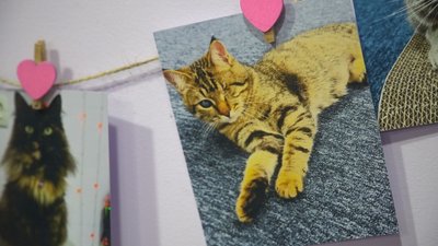 котокафе у Запоріжжі, тварини з прифронтових територій, допомога тваринам котокафе у Запоріжжі, тварини з прифронтових територій, допомога тваринам