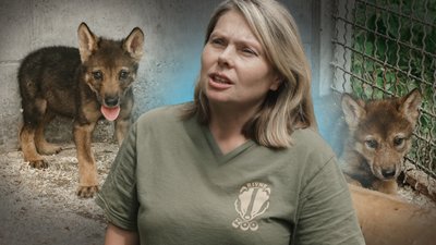 Як живуть вовченята, яких знайшли на узбіччі дороги, у зоопарку Рівного