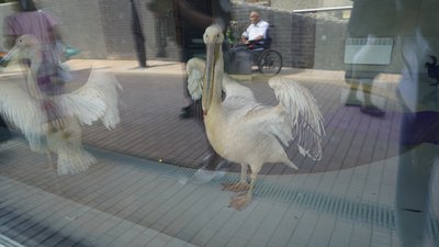 У Харкові після реконструкції частково відкрили зоопарк: фоторепортаж У Харкові після реконструкції частково відкрили зоопарк: фоторепортаж