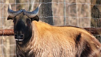 До Харкова з Риги привезли червонокнижних такінів До Харкова з Риги привезли червонокнижних такінів