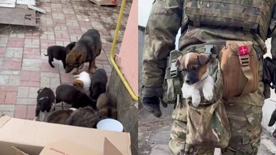Собаченята на Донеччині, Тернопіль, 25 березня, 2024 Собаченята на Донеччині, Тернопіль, 25 березня, 2024